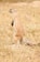 A small brown rodent stands on its hind legs in a dry, grassy field. Its fur has a mix of light and dark brown with white stripes along the sides. The background consists of pale, dry grass and a few scattered dirt patches.