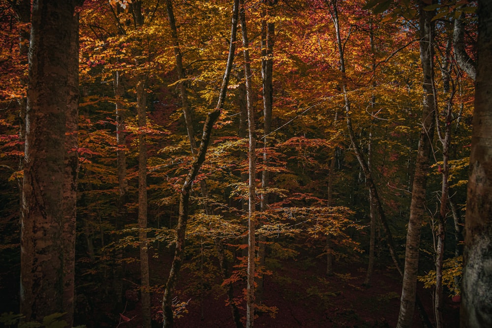 a forest of trees