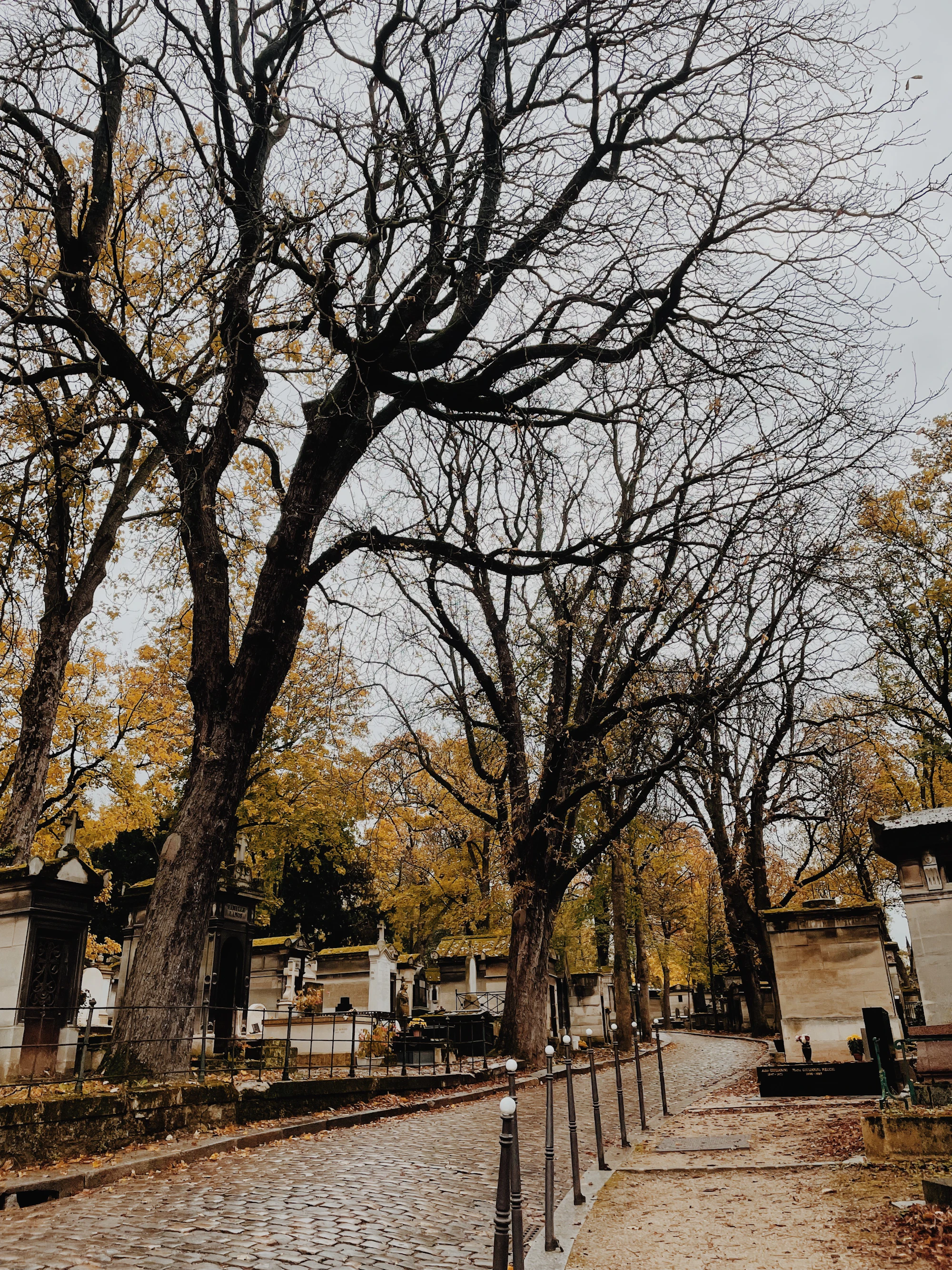 Allée arborée en automne