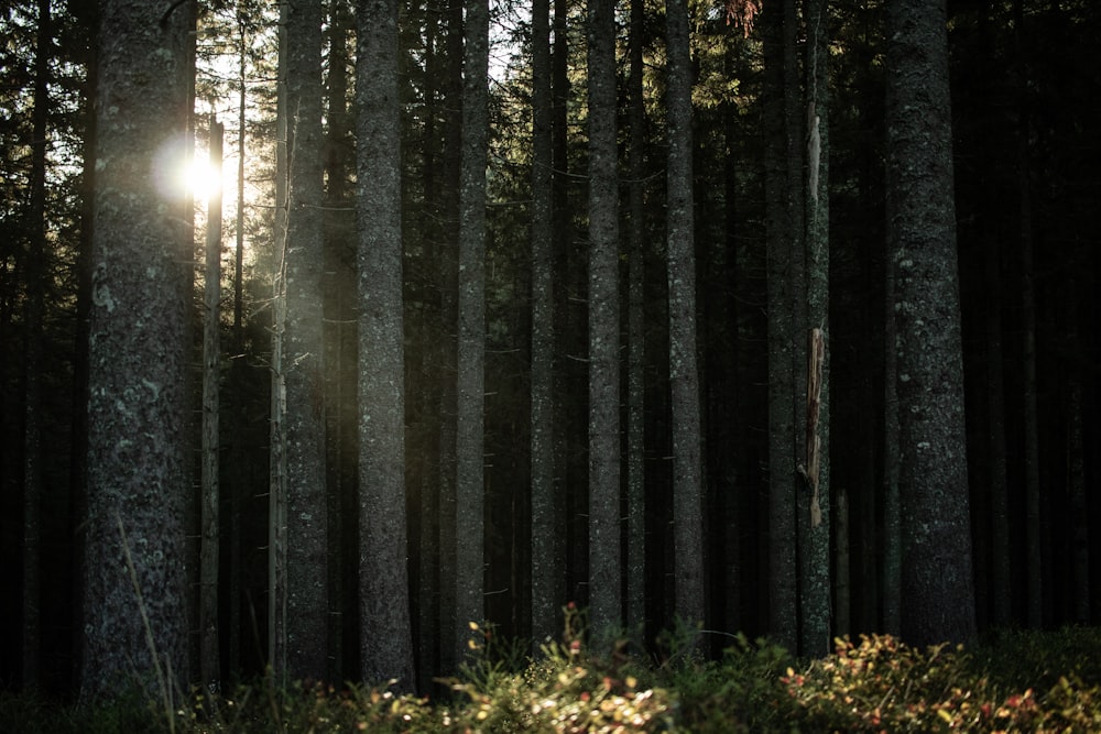 a forest of trees