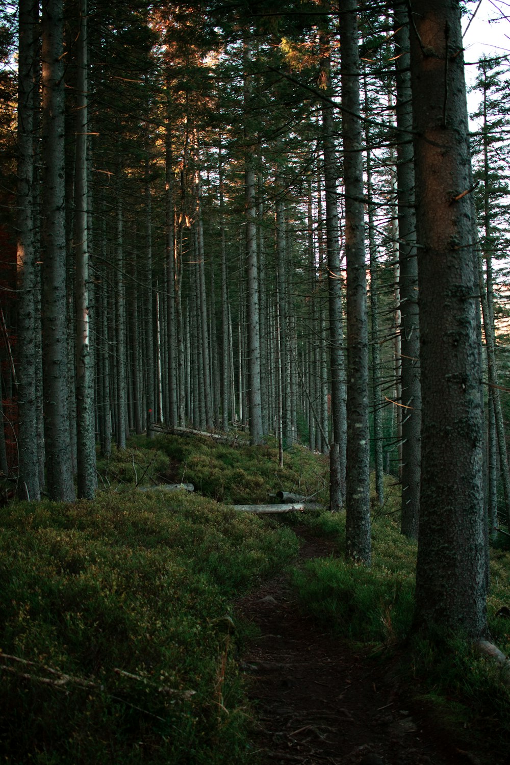 a path through a forest