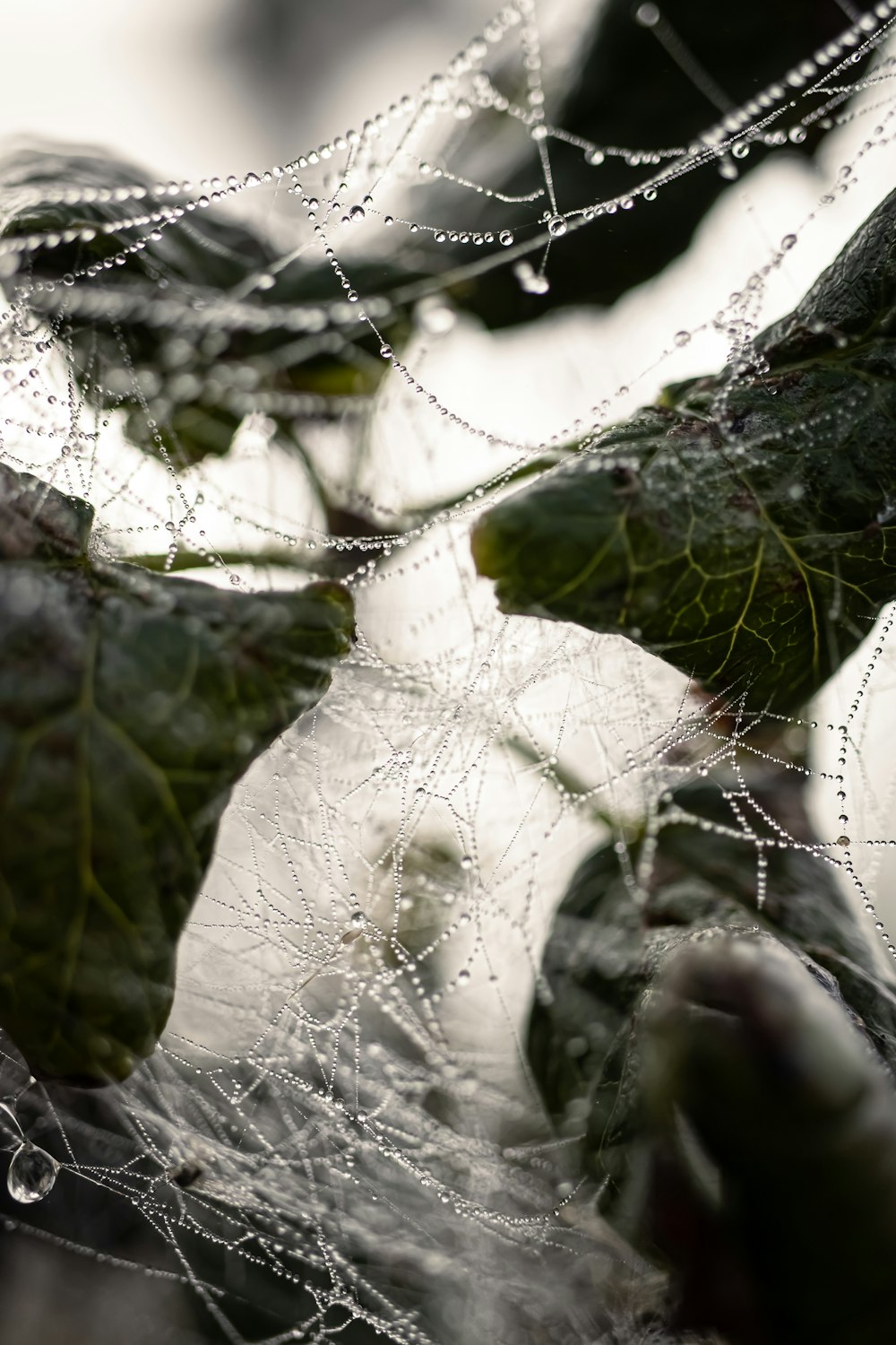 a close-up of a frozen stream