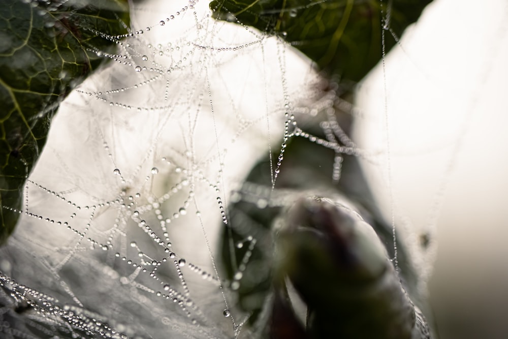 a spider on a web