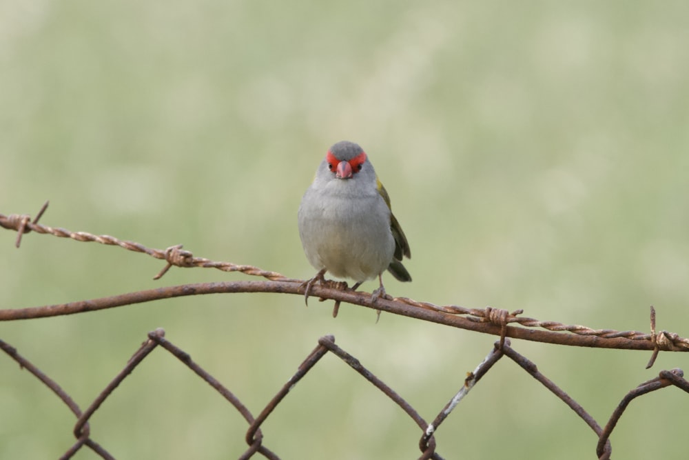 a bird sitting on a branch