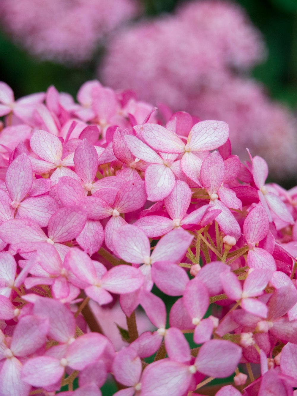 a close up of pink flowers