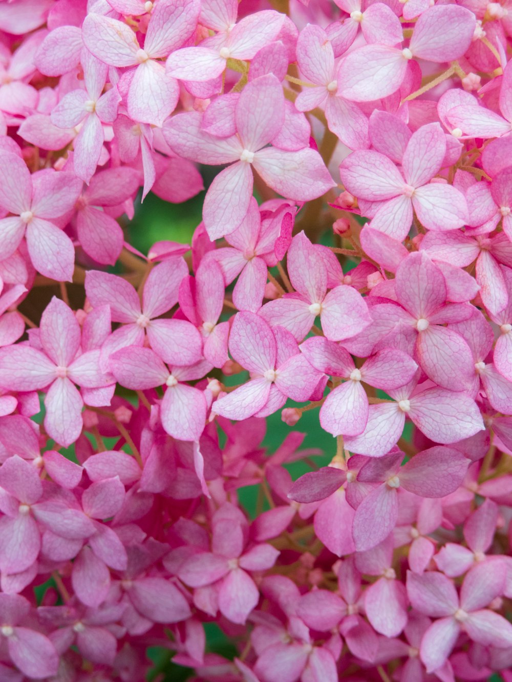 a group of pink flowers