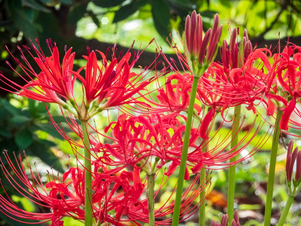 a close up of a flower