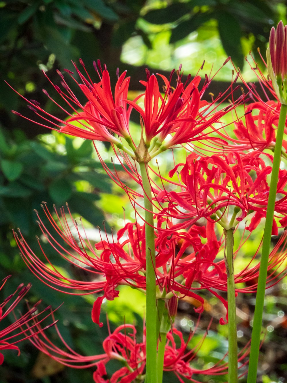 a close up of a red flower