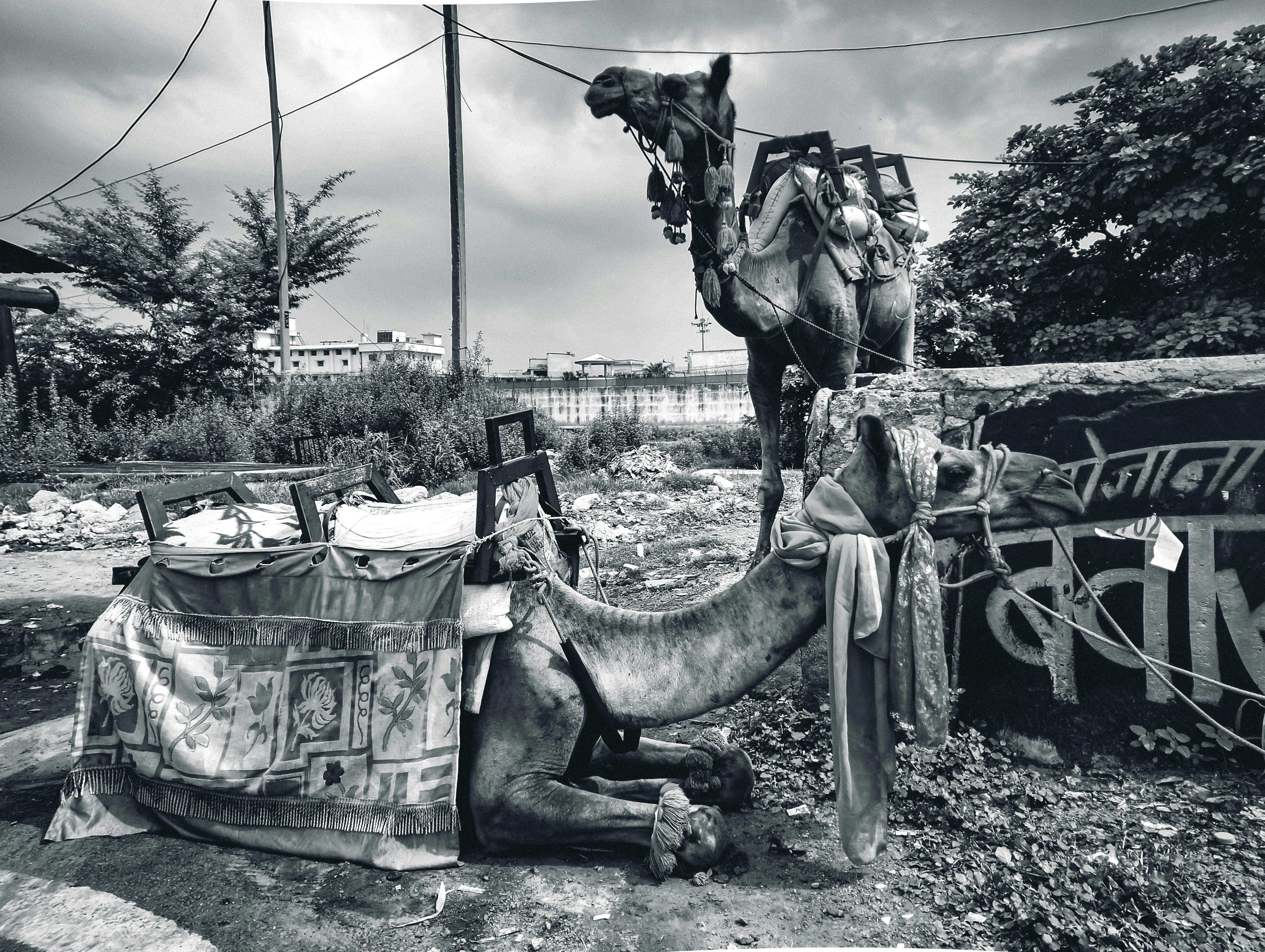 a person riding a camel