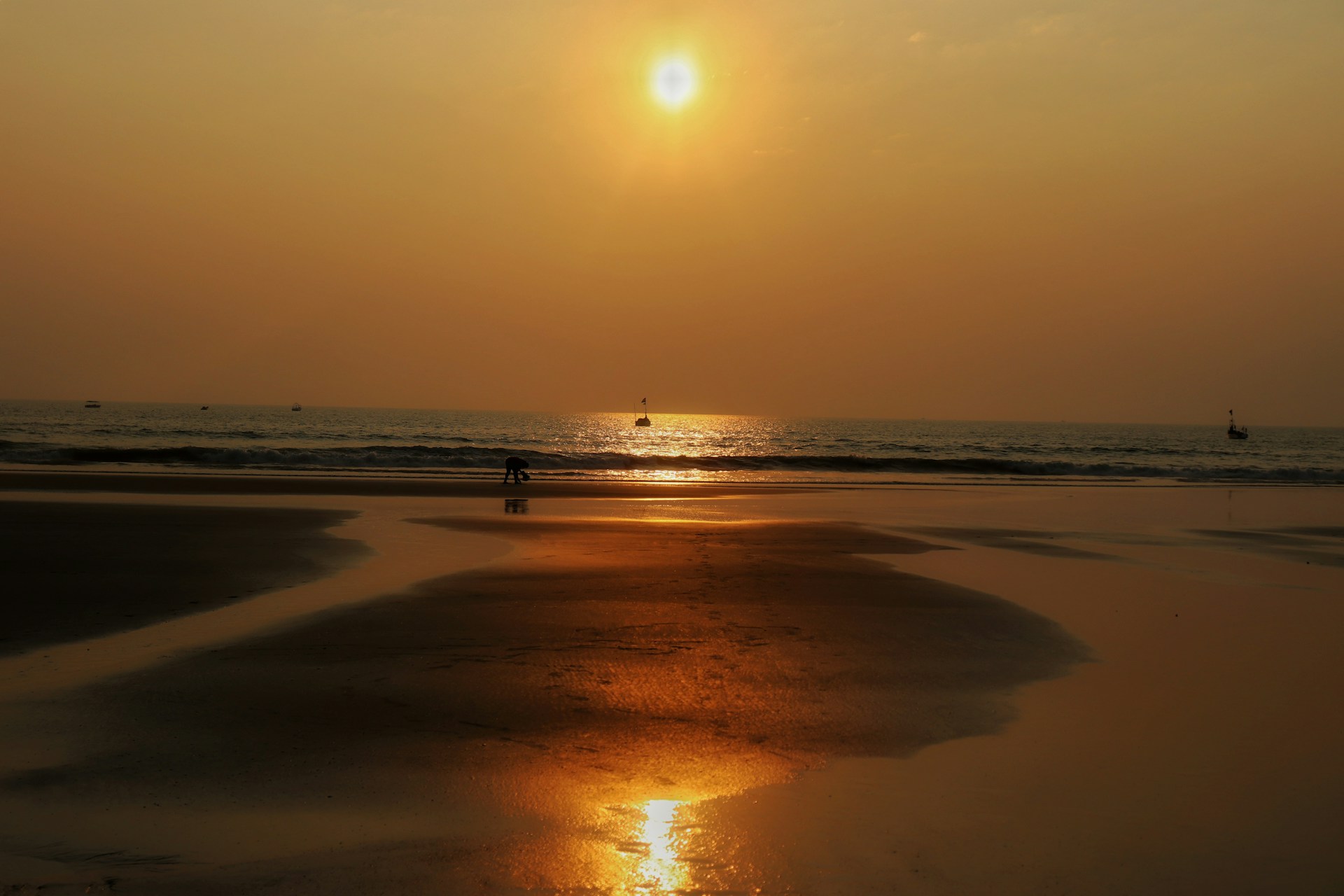 a couple of dogs on a beach
