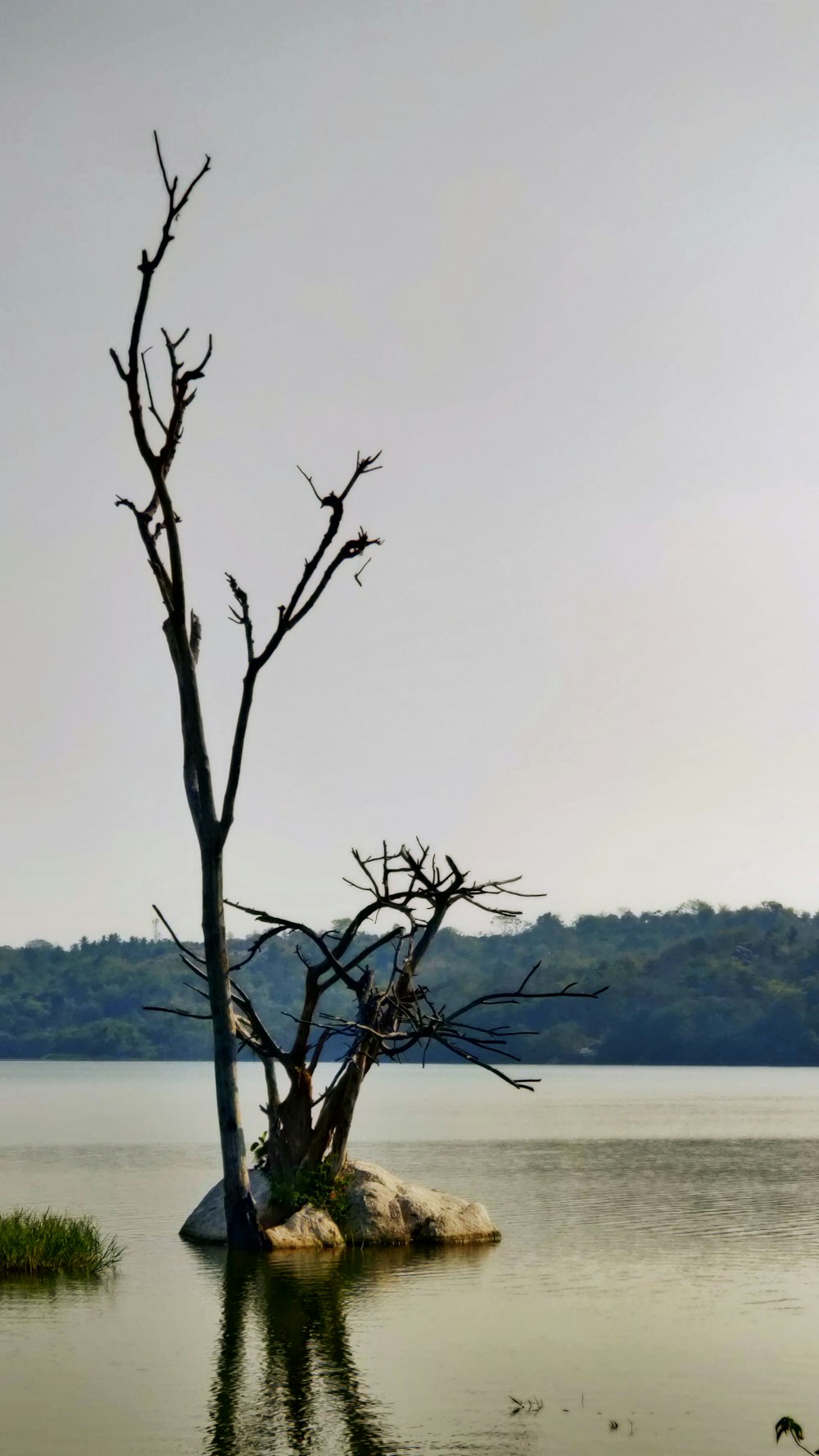 a tree in the water