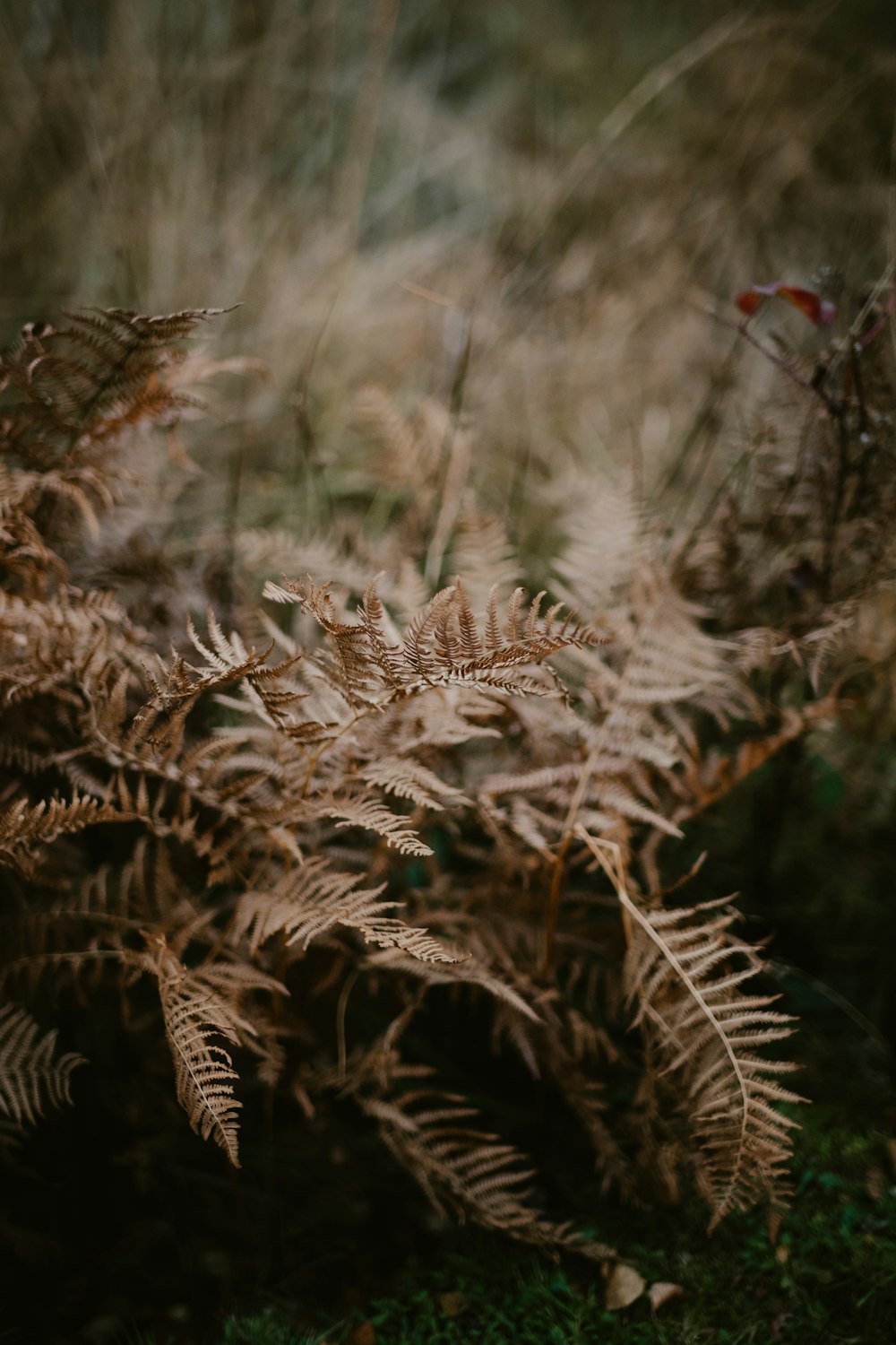 close up of a plant