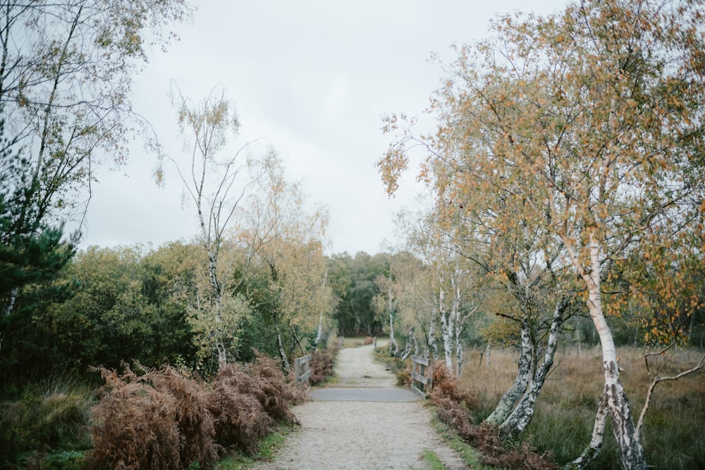 a path through a forest