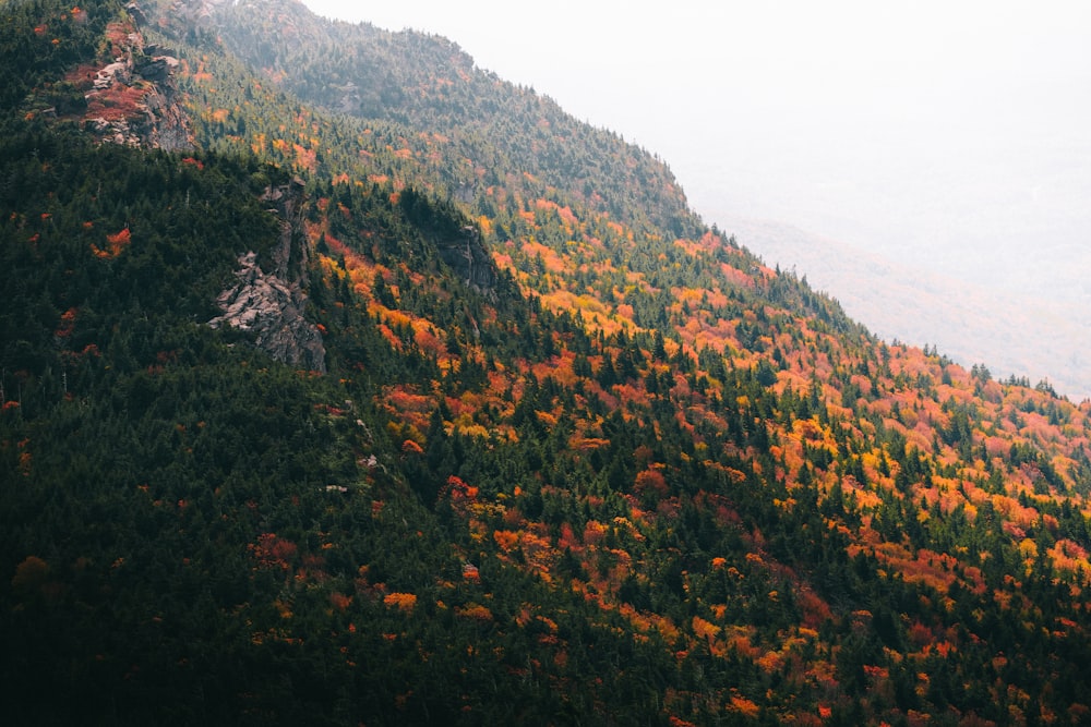 a hillside with trees and bushes