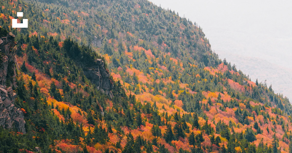 A Mountain With Many Trees Photo Free Grandfather Mountain Image On a-mountain-with-many-trees-photo-free-grandfather-mountain-image-on