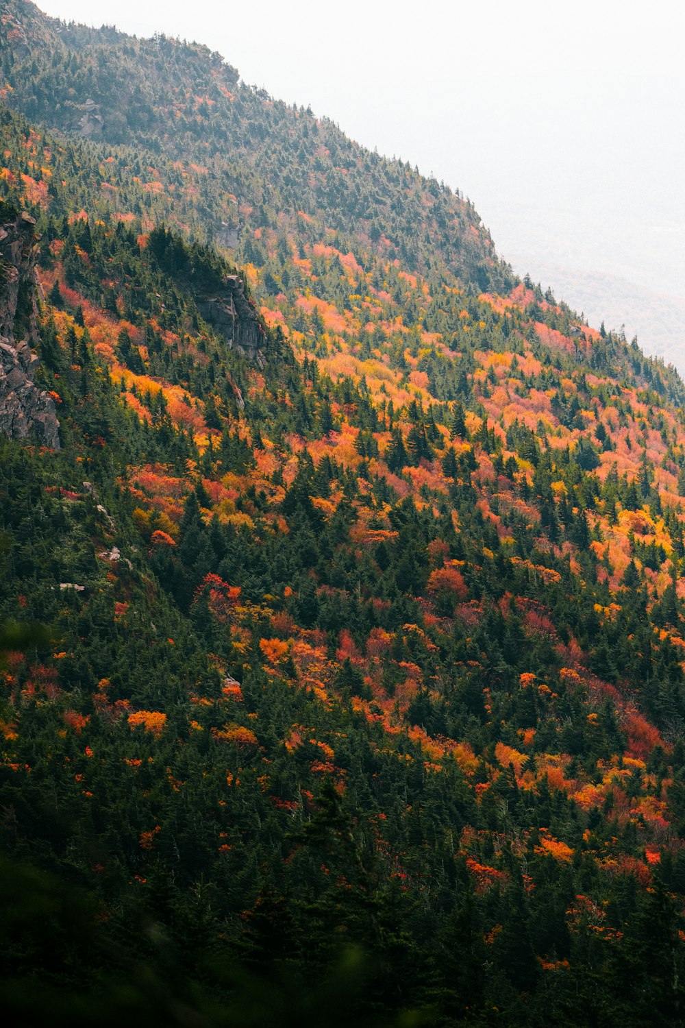 a mountain with many trees