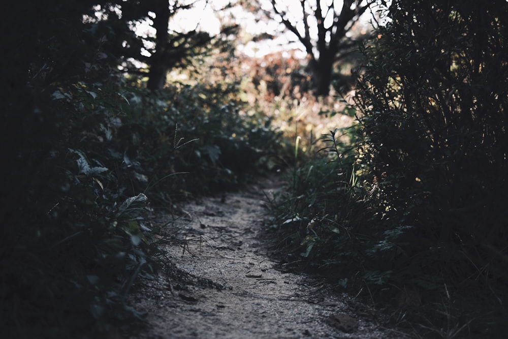 a dirt path through a forest