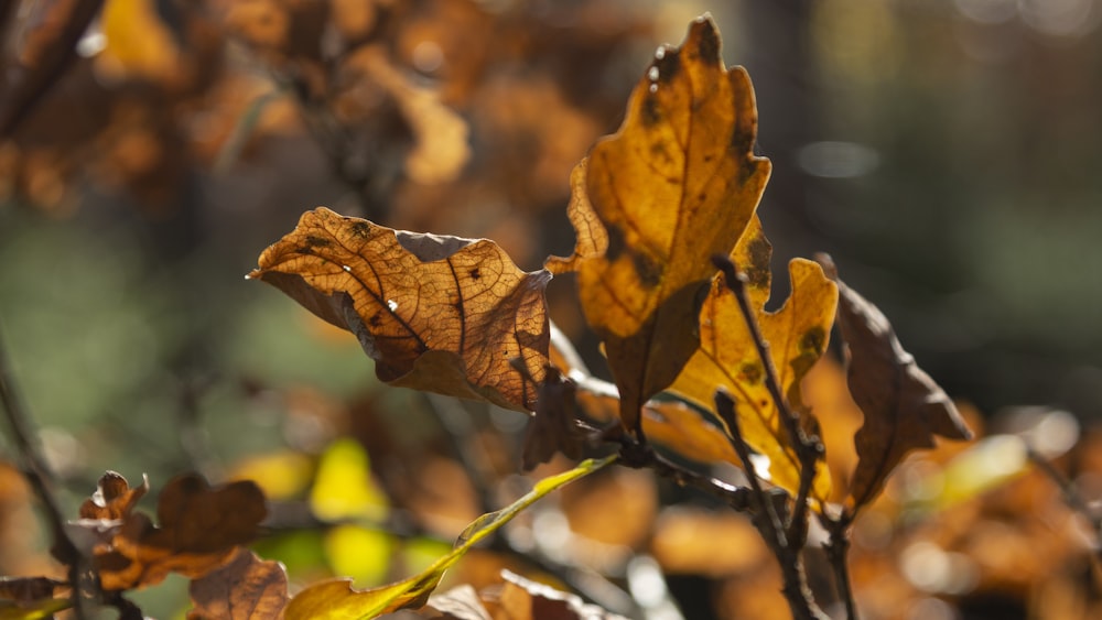 a close up of a leaf