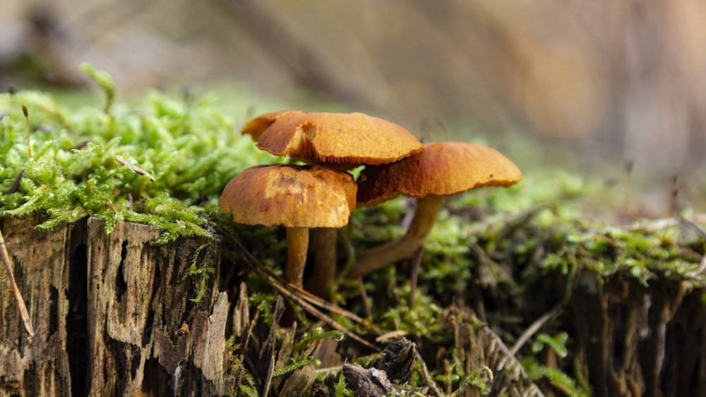 a group of mushrooms growing on a tree stump