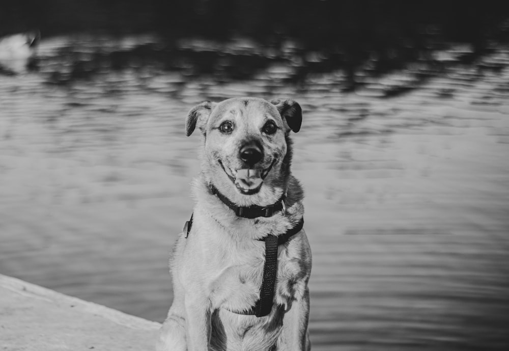 a dog standing on a dock