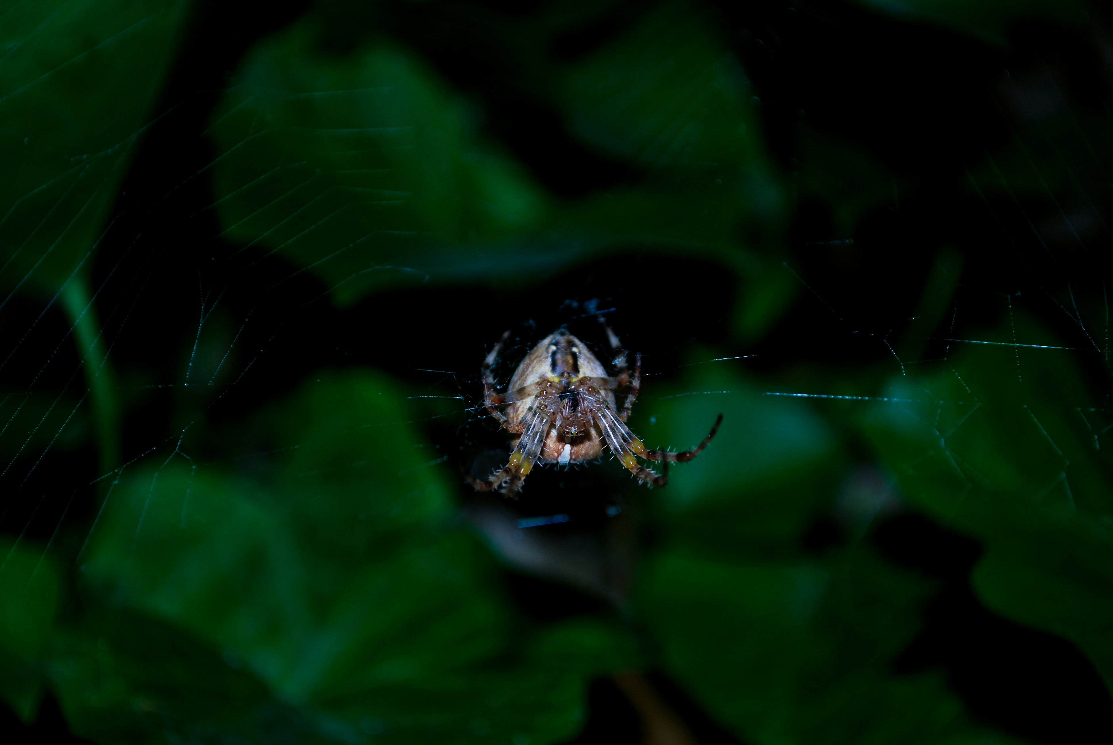 Photo by jungle_nymph