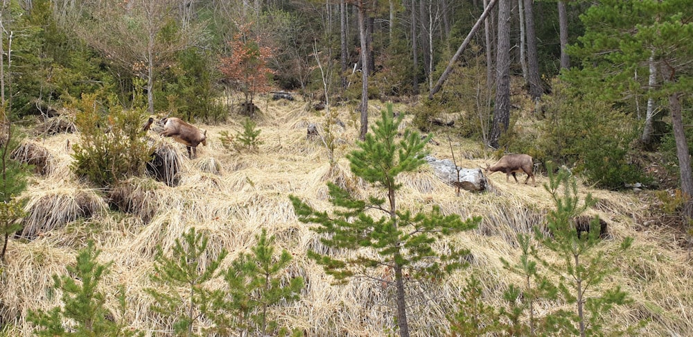 a group of animals in a grassy area