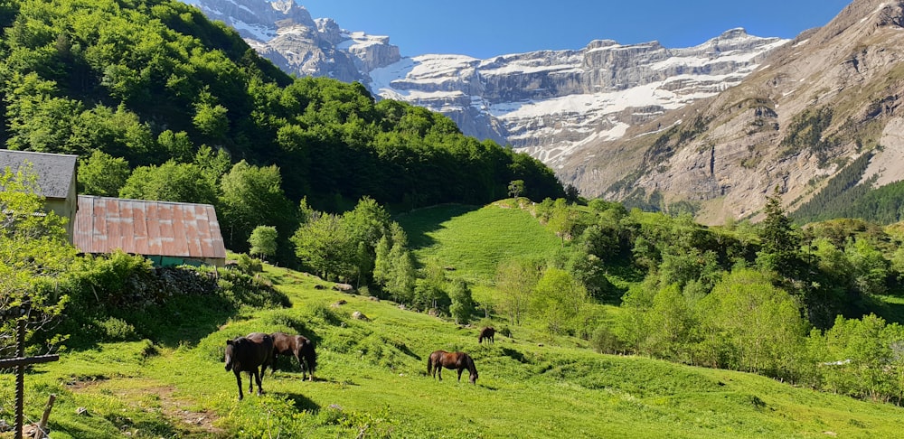 horses grazing on a hill