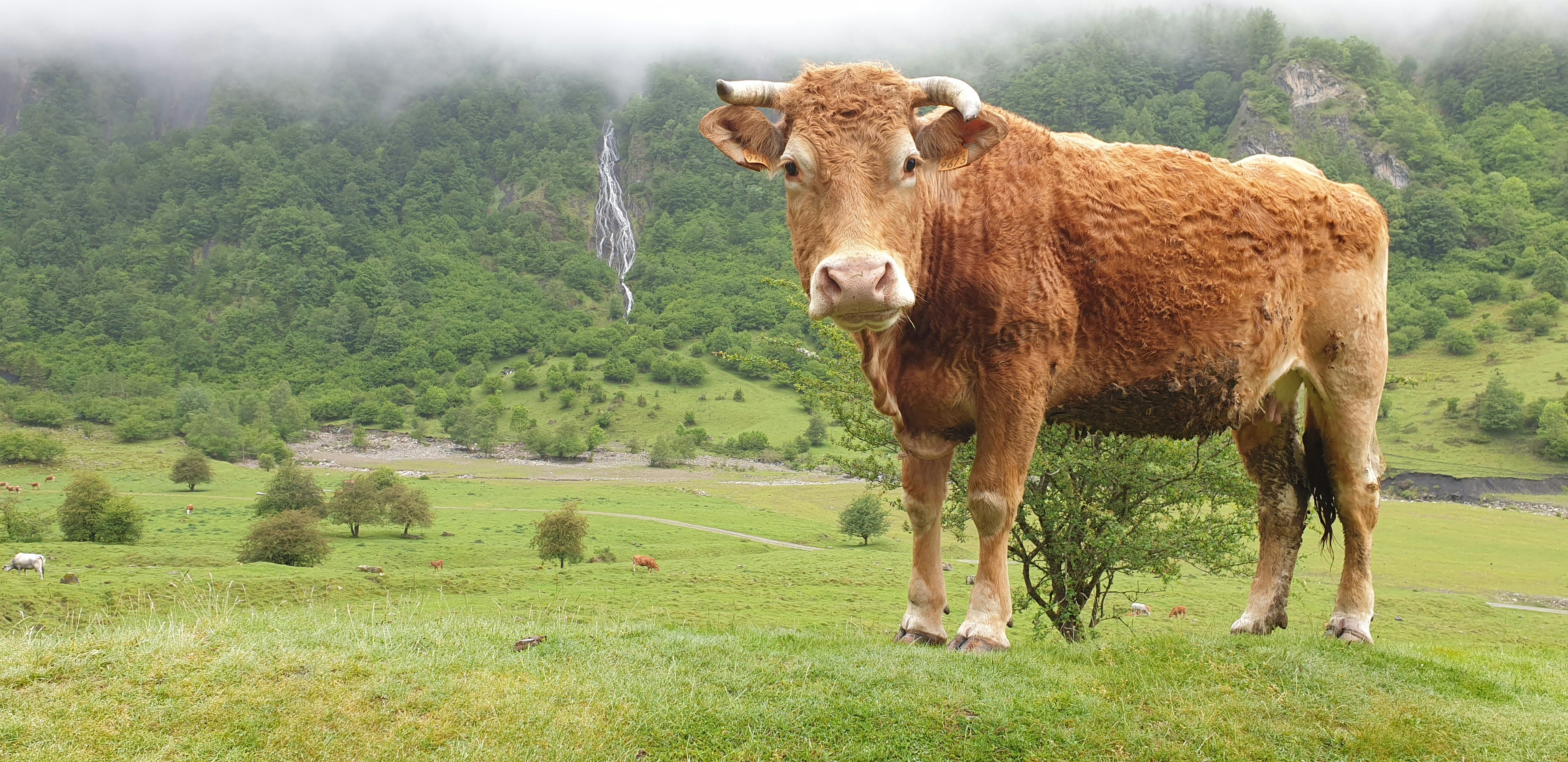 Una vaca parada en un campo foto – Imagen de Francia gratuita en Unsplash