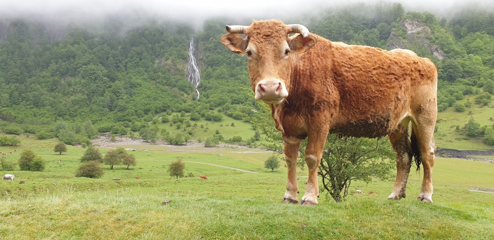 a cow standing in a field