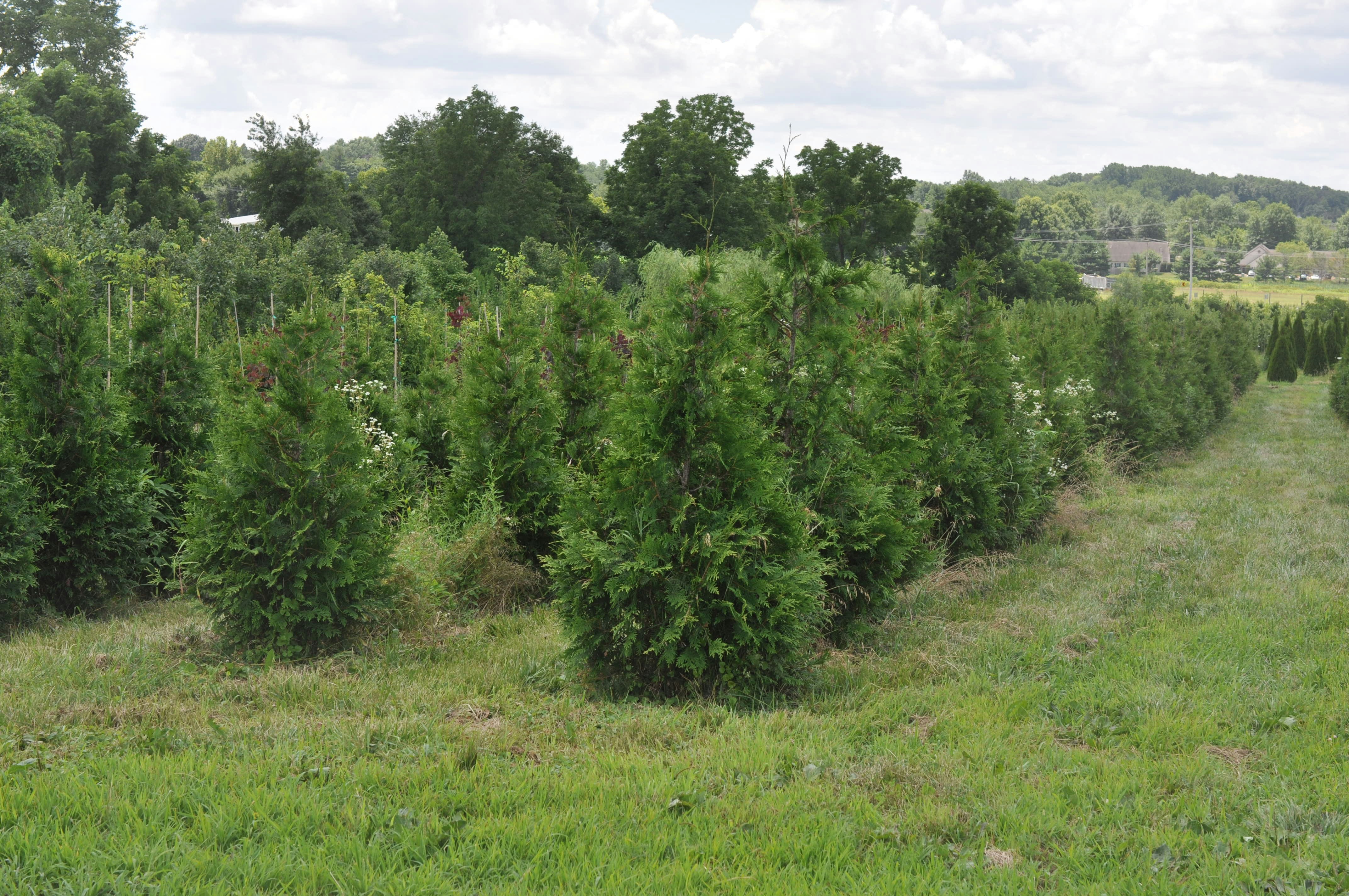 a group of trees in a field