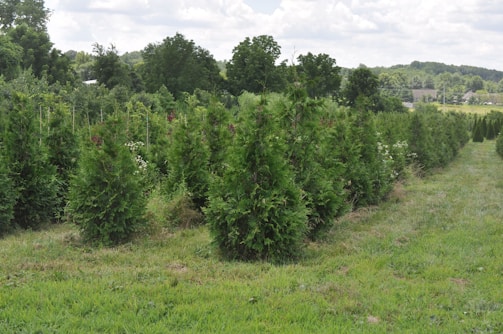 a group of trees in a field