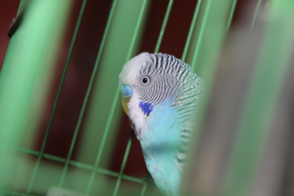 a blue and white bird