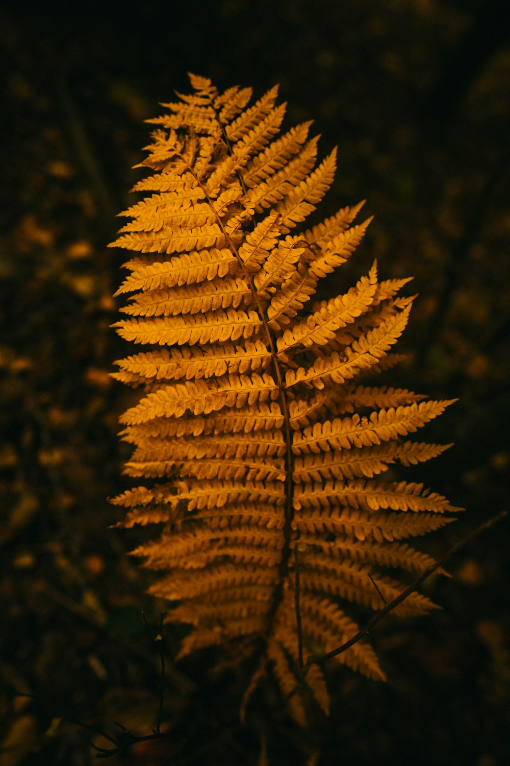 a close up of a yellow leaf