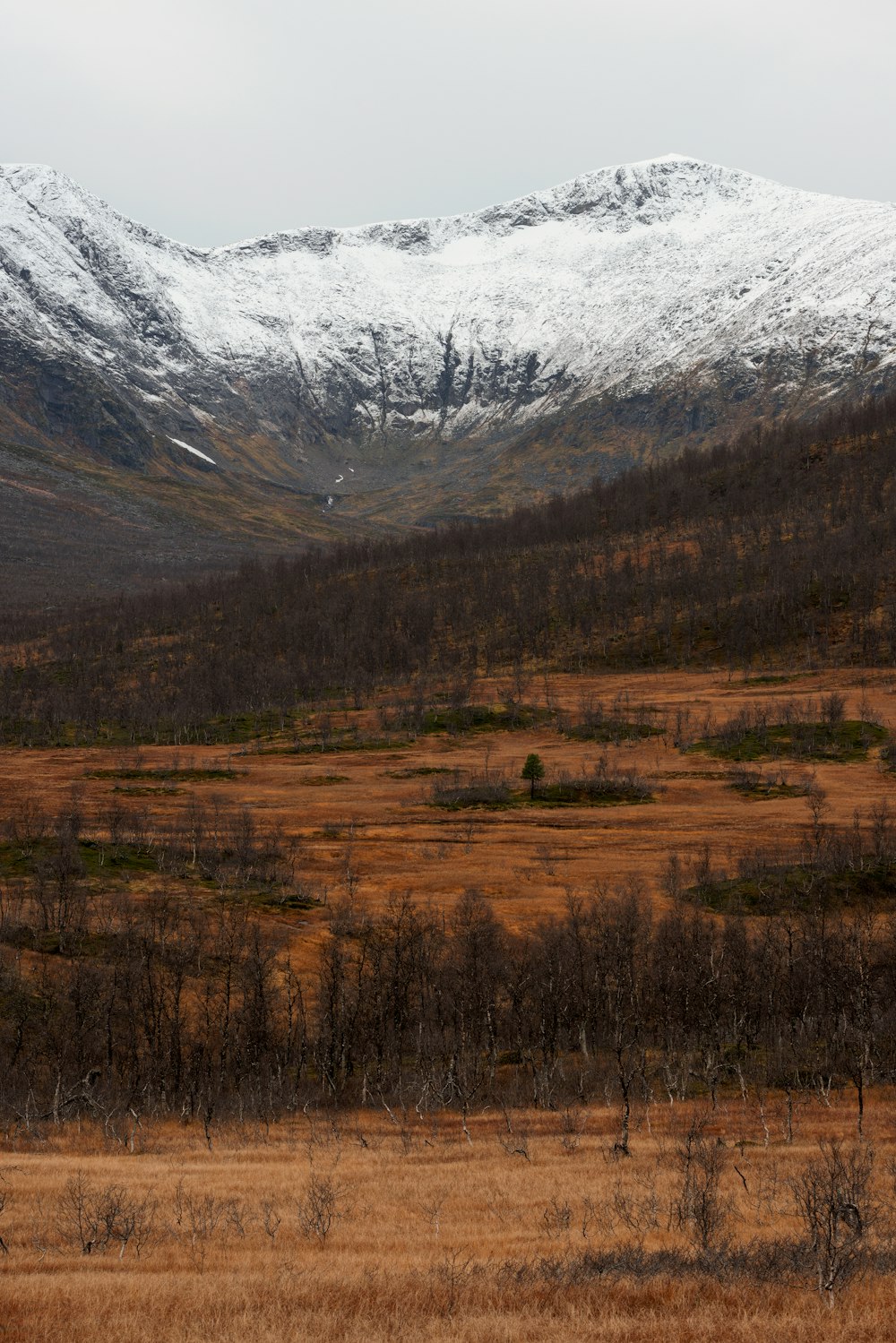 uma paisagem com árvores e montanhas nas costas