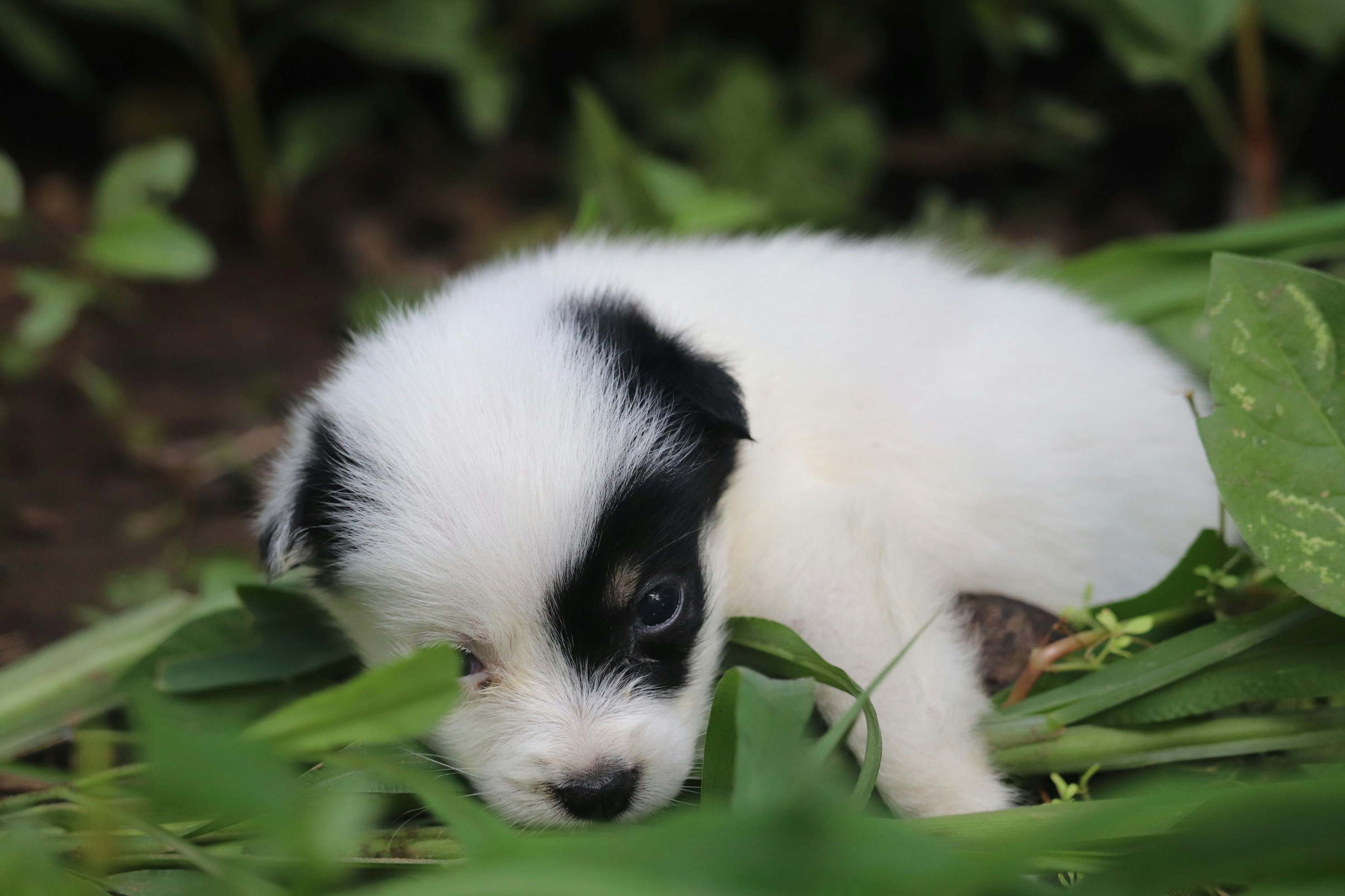 Photo by __chandra__mouli__