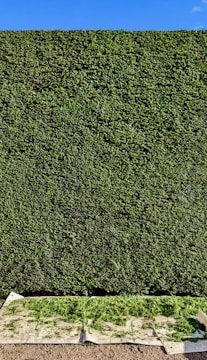 a perfectly flat hedged bush