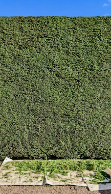 background pattern