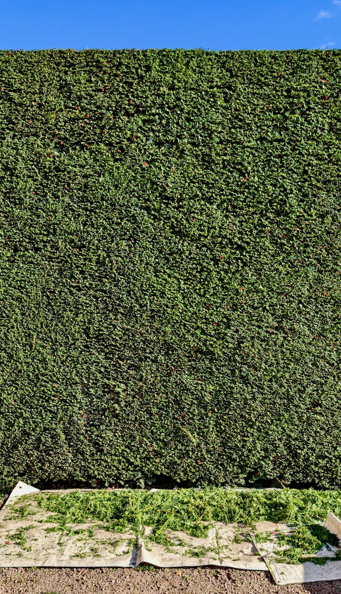 Freshly trimmed tall hedge with clippings gathered at its base
