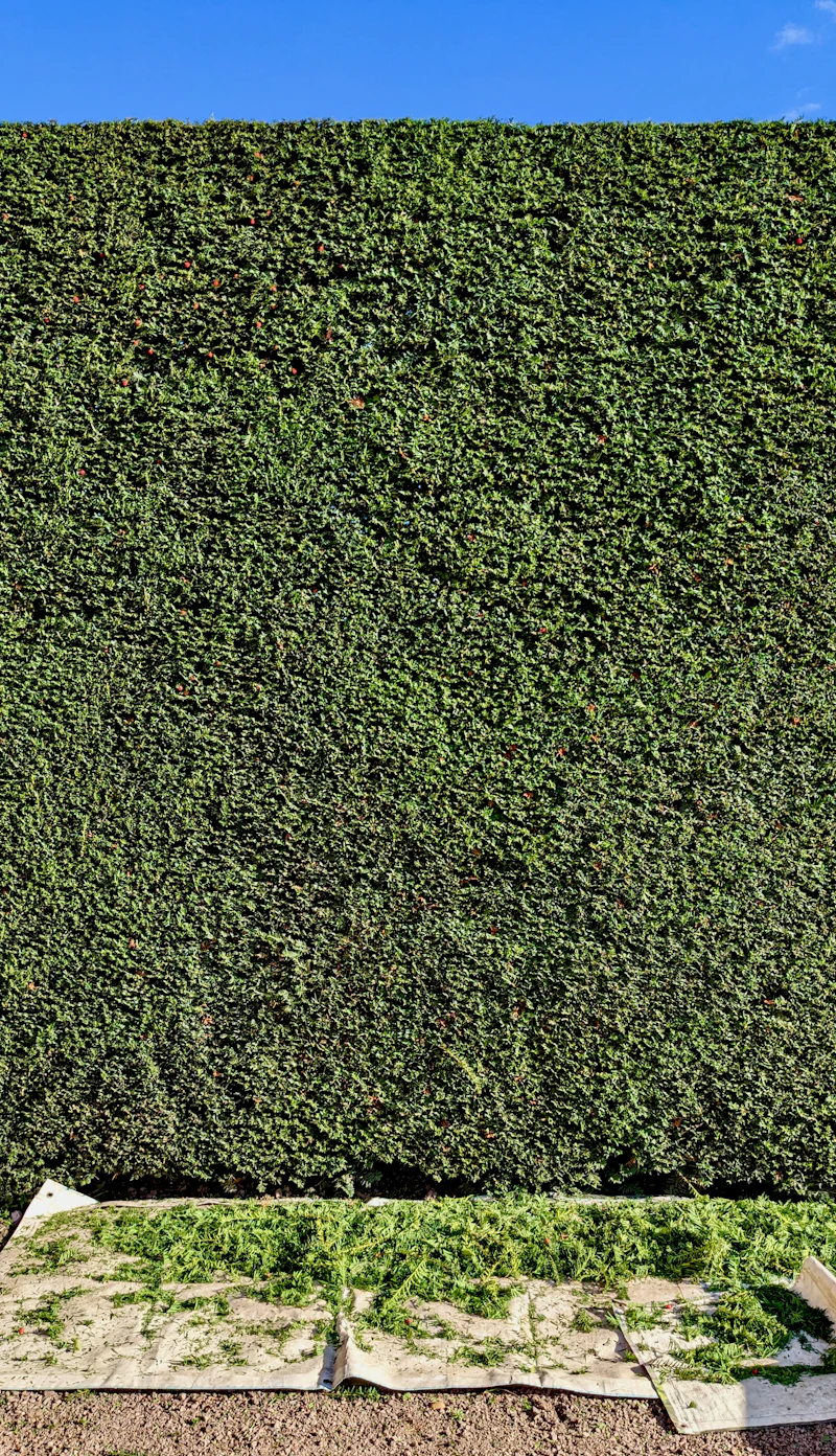 Hecke geschnitten