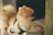 A fluffy small dog with a tan coat is wearing a harness. It appears to be in motion or turning, with its focus directed away from the camera. Some blurred surroundings suggest indoor setting.