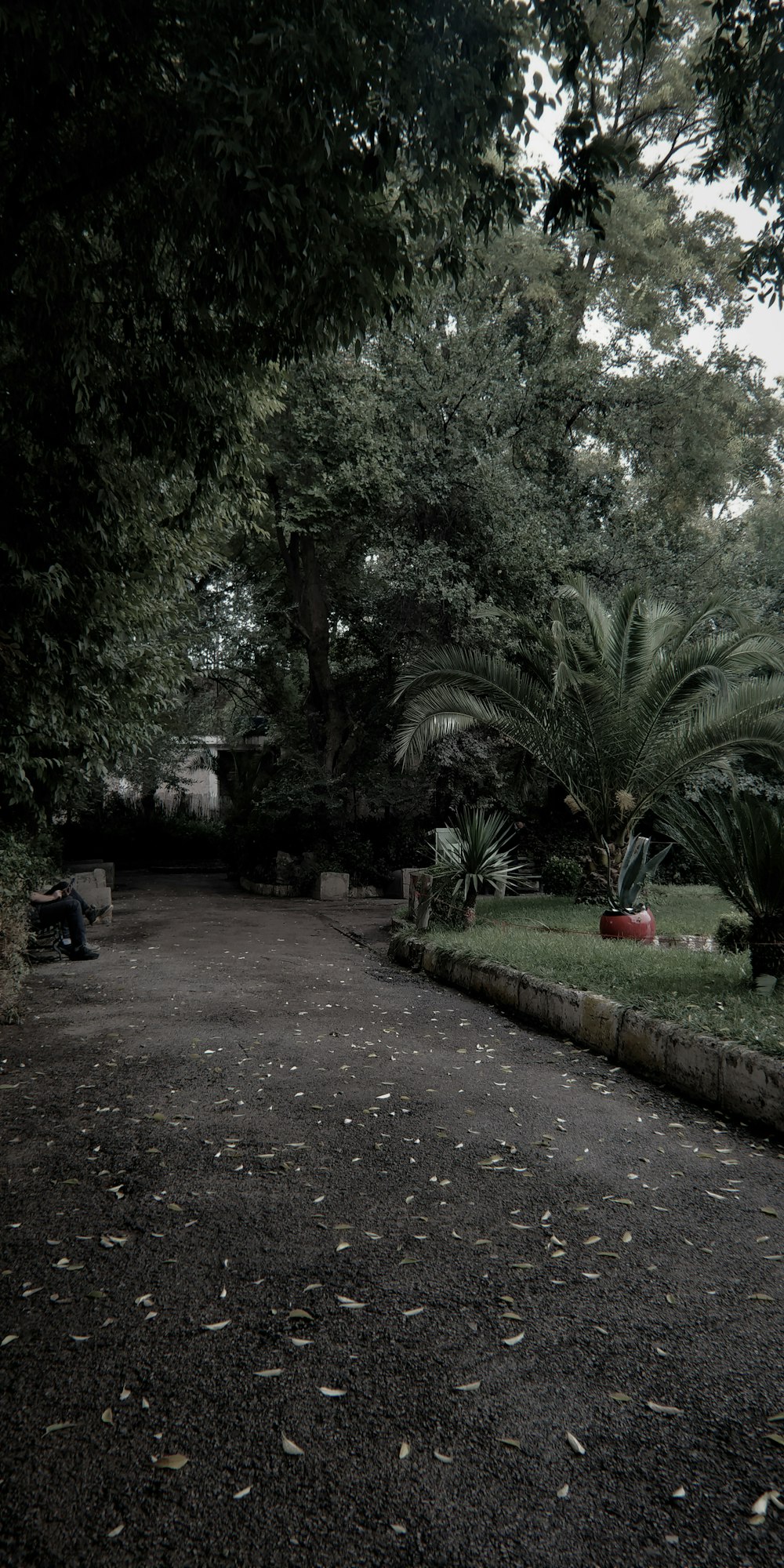 a path with trees on the side