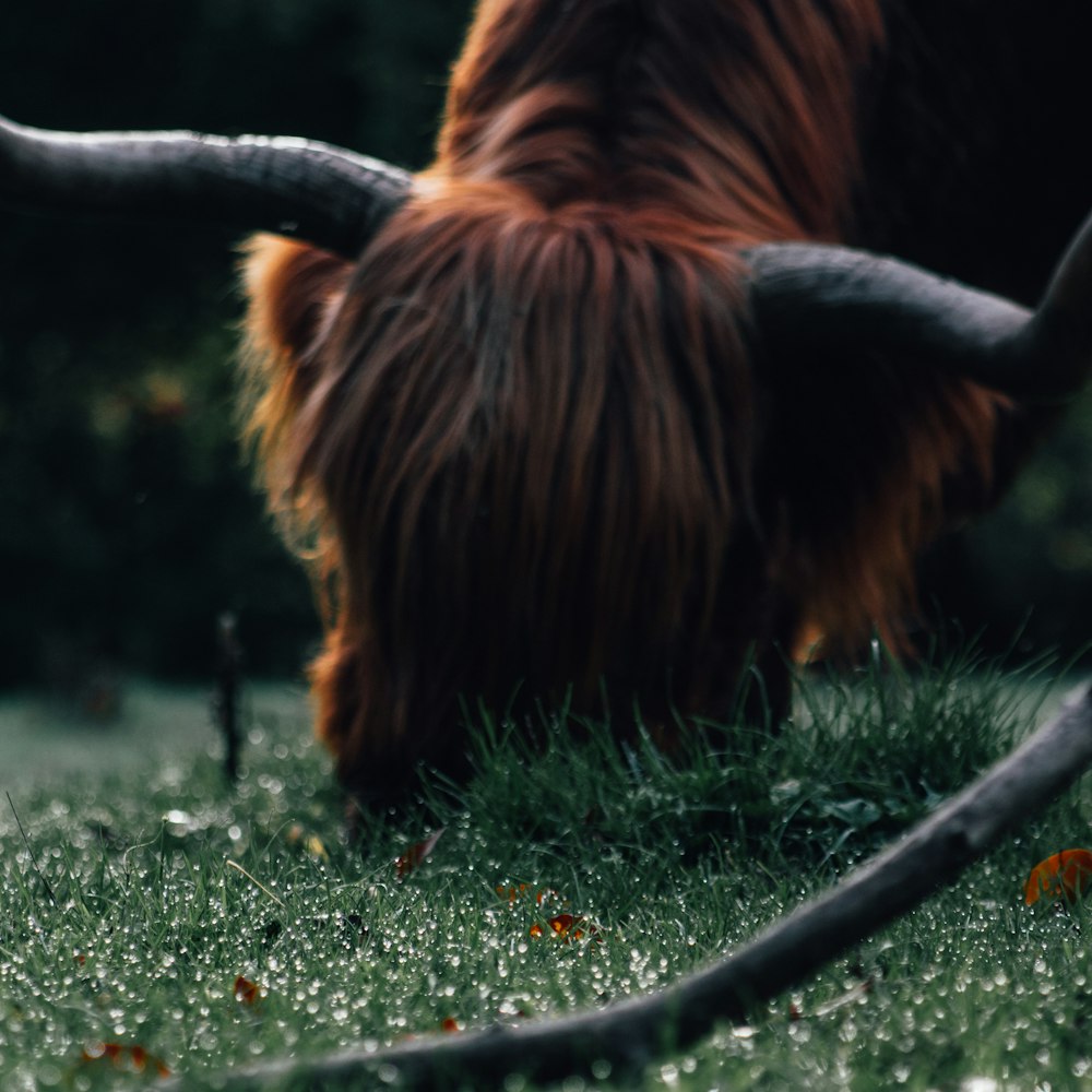 a cow with long hair