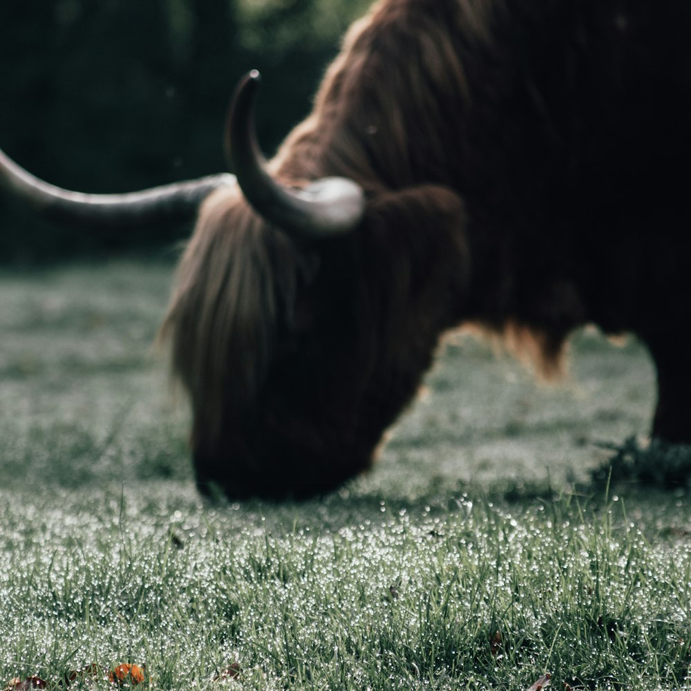 a large brown animal with horns