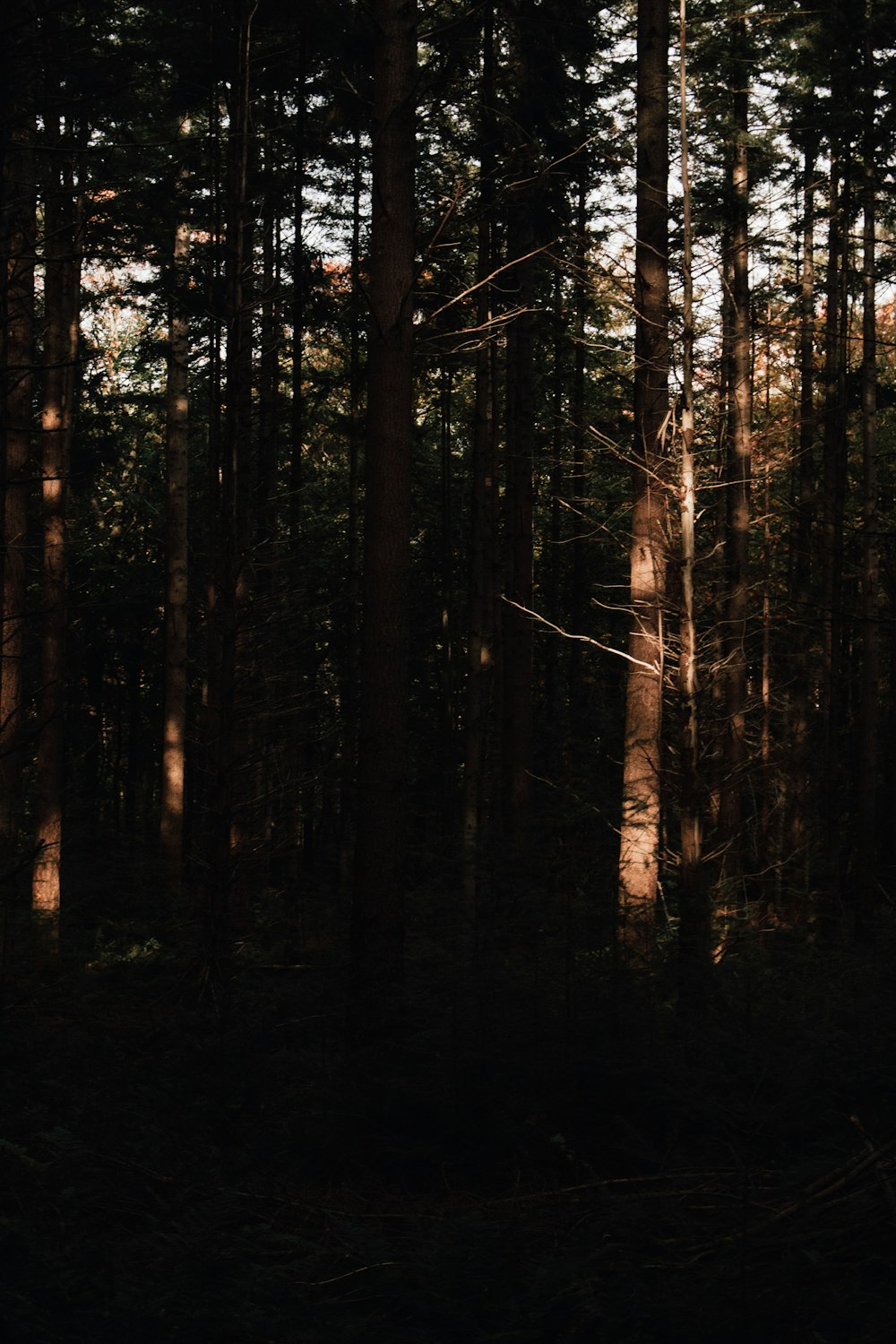 a forest of trees