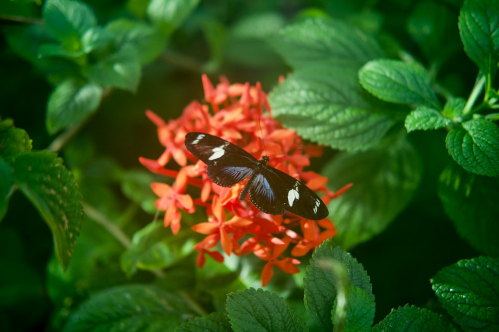 a butterfly on a flower