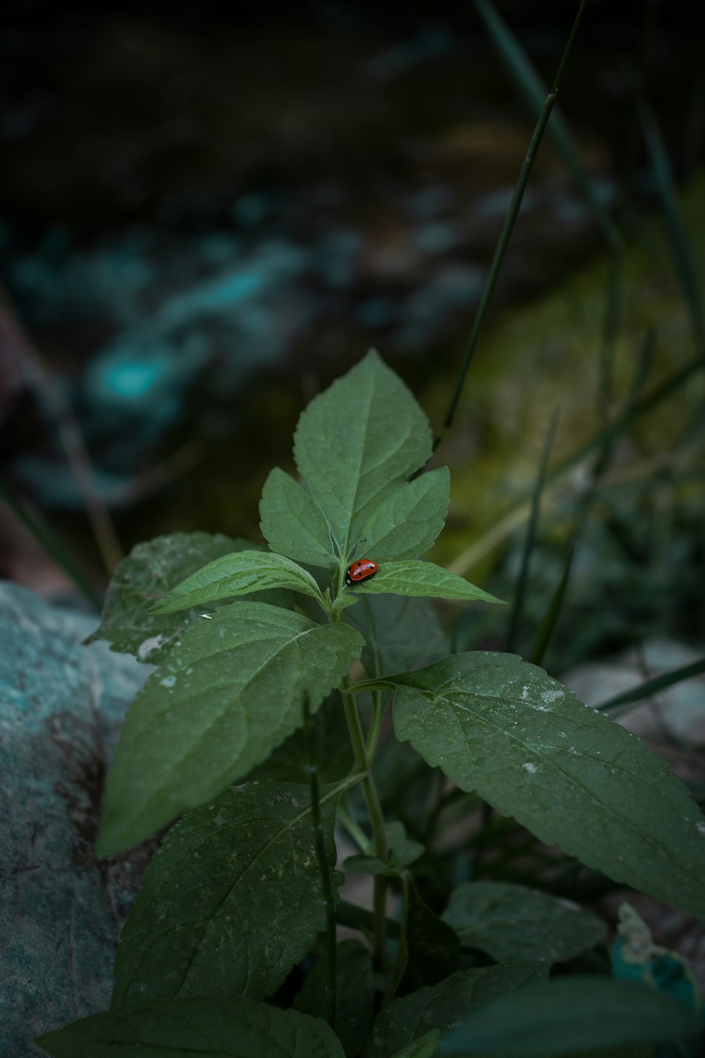 a ladybug on a leaf