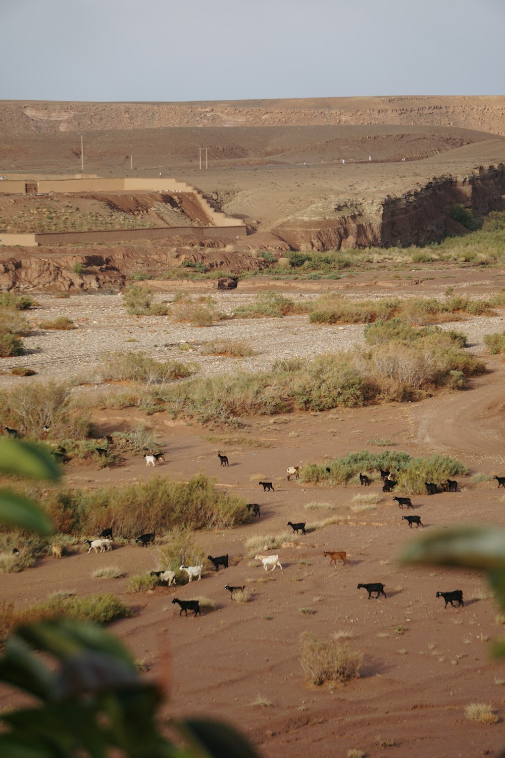 a group of animals in a desert