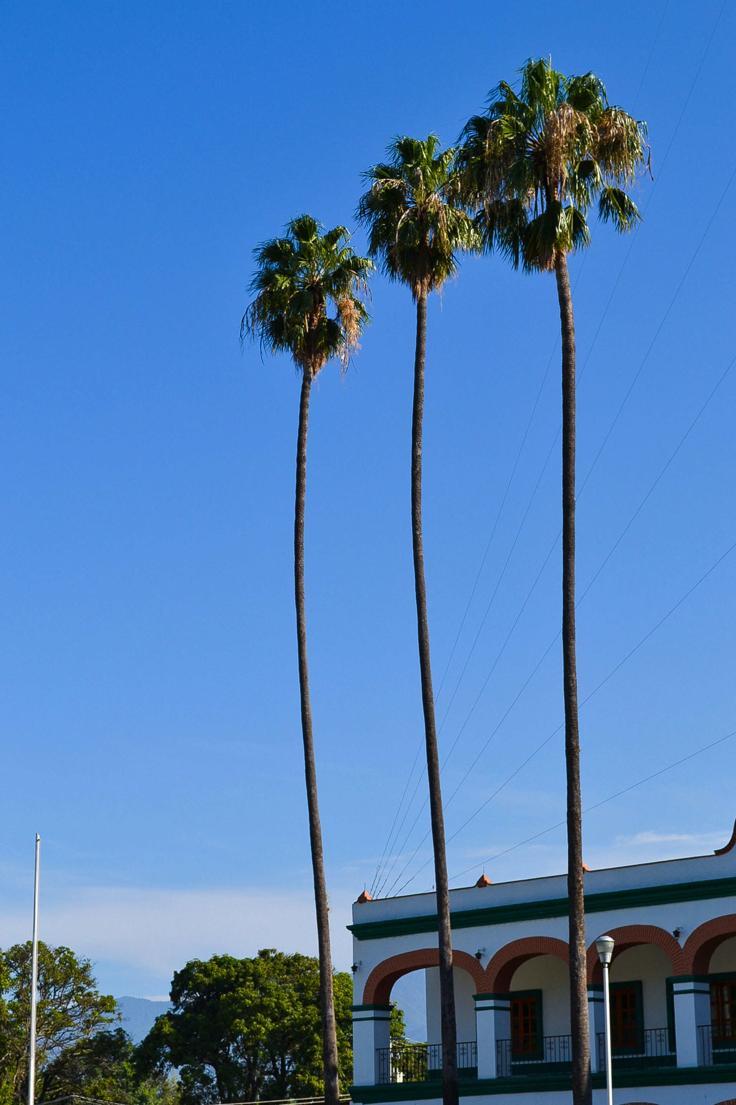 a few palm trees in front of a building