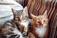 Two cats sitting closely together on a striped fabric surface. One cat is a tabby with a mix of brown, black, and white fur, while the other is an orange tabby with white markings on its face and chest. The background consists of striped upholstery in warm tones.