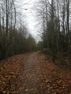 a path in a forest